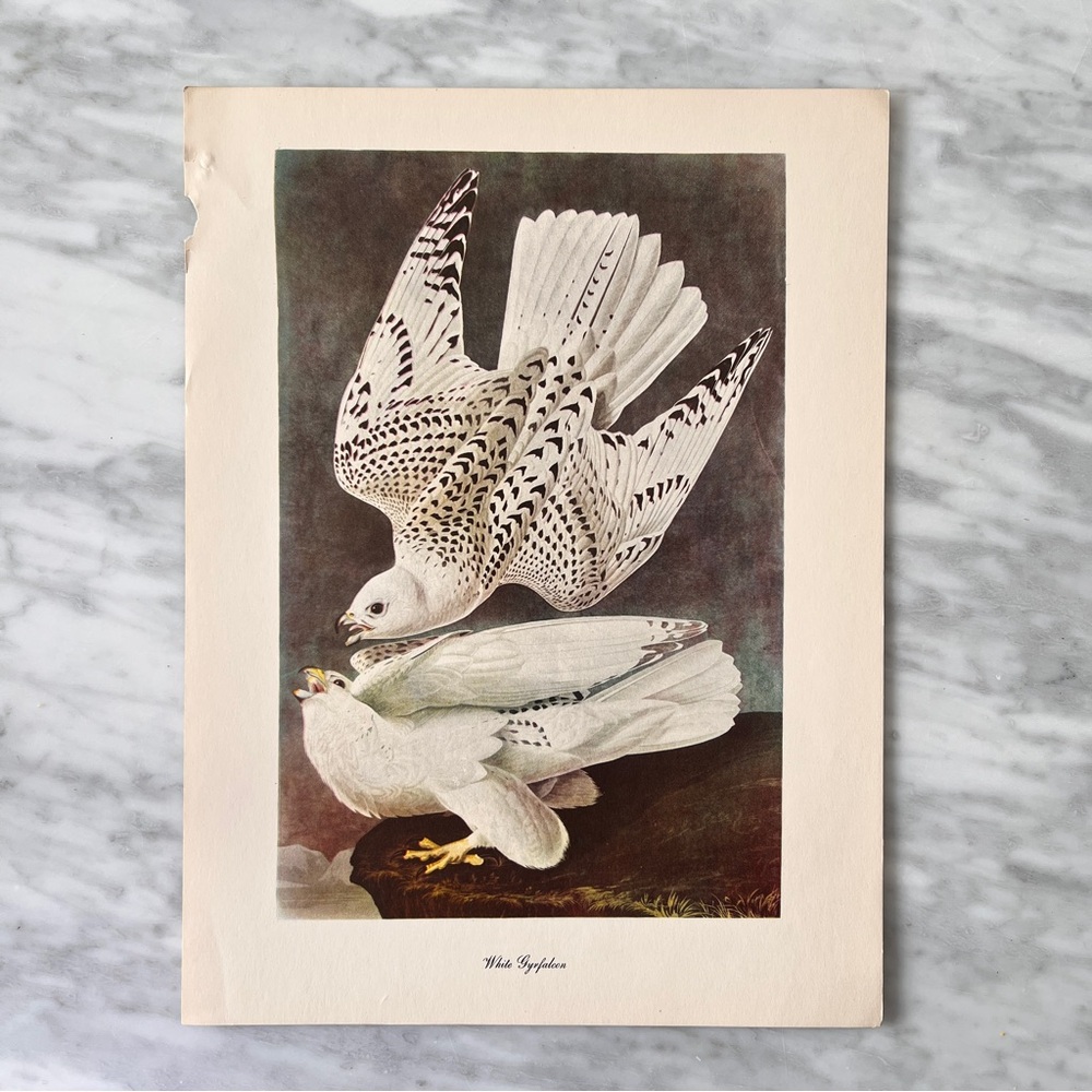 Vintage White Gyrfalcon Art Print